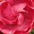 Ružičasta - Polianta ruže  - Dick Koster